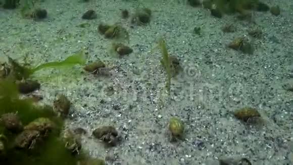 短吻海马海马在藻类中游动视频的预览图