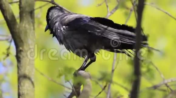 有罩的乌鸦在慢动作后清洗羽毛视频的预览图