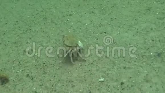 雌蟹大与鱼子酱很快沿着沙滩奔跑视频的预览图