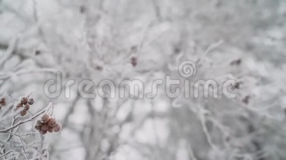 落在白雪下的灌木丛枝上的红色浆果冬天在厚厚的积雪下的山楂树视频的预览图