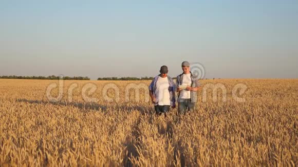 商人农民在田间讨论小麦作物并在平板上查看时间表粗粮和粗粮视频的预览图