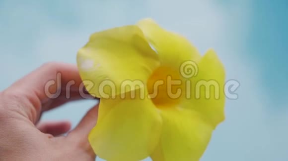 黄色的花在一只手上的蓝色背景上游泳池背景上的黄色热带花视频的预览图