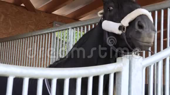 一匹马从畜栏里往外看等待主人走路视频的预览图