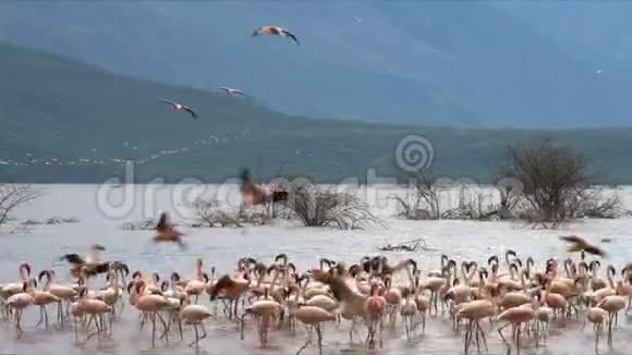 清晨拍摄的小火烈鸟降落在博戈里亚湖海岸线上视频的预览图