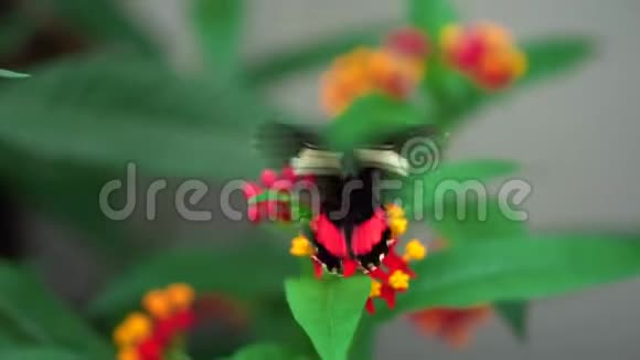 特写Transandean牛心Paridesiphidamas黑色和红色的蝴蝶在黄色和红色的花朵上拍打翅膀视频的预览图