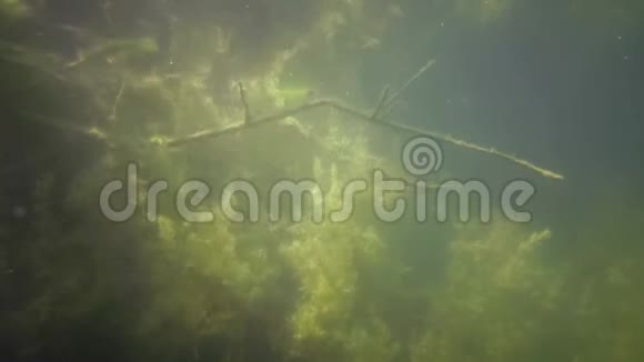 南部布格河附近的一个花岗岩采石场中水下的淡水植物视频的预览图