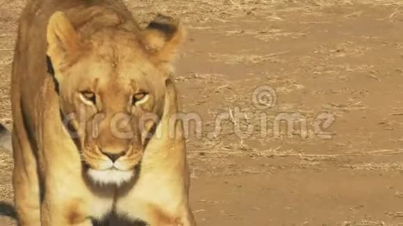 一只受伤的母狮向镜头走去并在马赛马拉游戏保护区呼叫她的幼崽视频的预览图