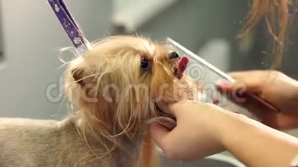 一个女修复员用梳子梳理约克郡的猎犬视频的预览图