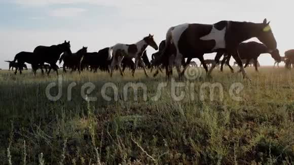 日出时许多牧马在草原上驰骋视频的预览图