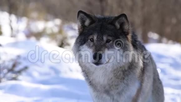 北方的狼视频的预览图