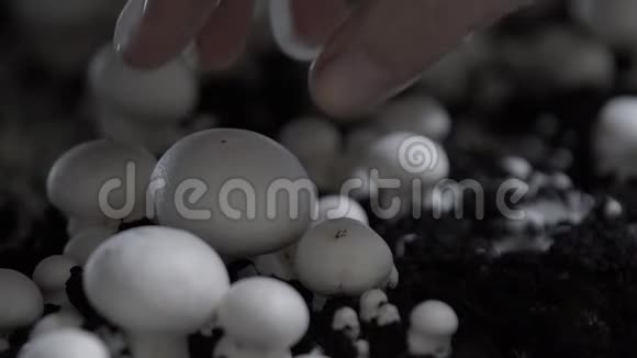 手里拿着一只橡胶手套在蘑菇生长的植物上收获新鲜的香瓜食品生产素食视频的预览图