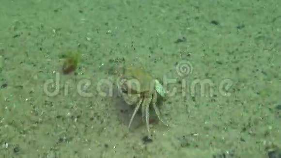 雌蟹大与鱼子酱很快沿着沙滩奔跑视频的预览图