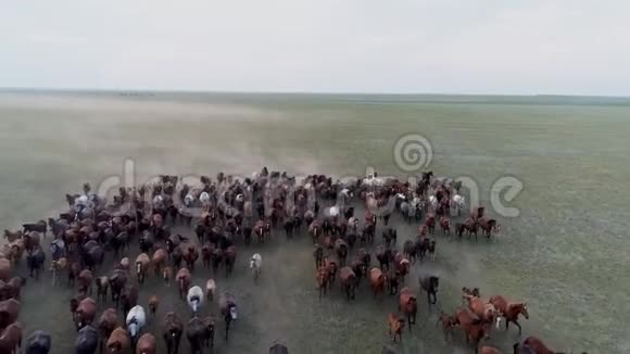 牧场空中景象傍晚有大批马群驰骋视频的预览图