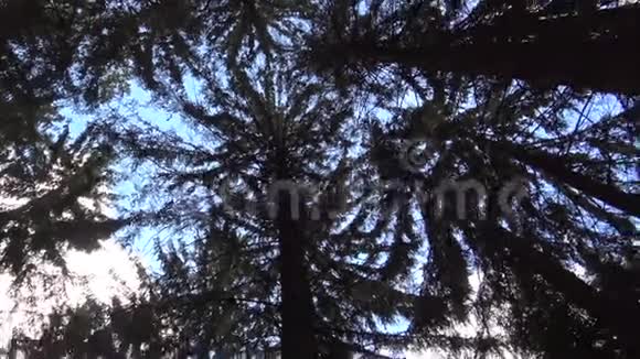 树冠顶天立地视频的预览图