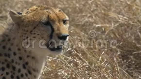 跟踪近距离的猎豹在马赛马拉游戏保护区四处寻找视频的预览图
