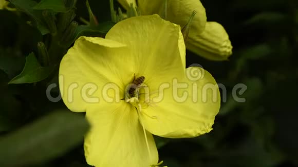 野生蜜蜂在黄花中授粉奥诺瑟拉视频的预览图