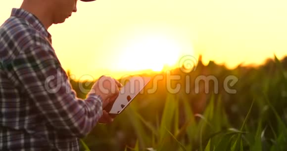 镜头耀斑农民用数字平板电脑种植大豆作物现代技术应用视频的预览图