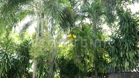 绿色的丛林树木和棕榈树对抗蓝天和阳光旅游度假自然概念在热带看风景视频的预览图