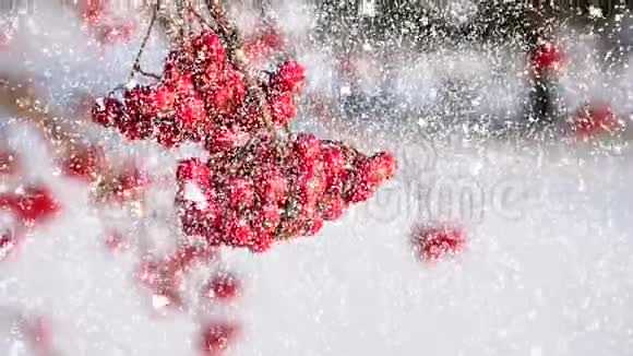 树枝上的红色浆果降雪冬天的天气视频的预览图