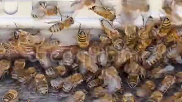 蜂箱里有蜜蜂的花生视频的预览图