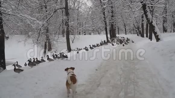 有趣的杰克罗素猎犬在城市公园追逐鸭子和鸽子视频的预览图