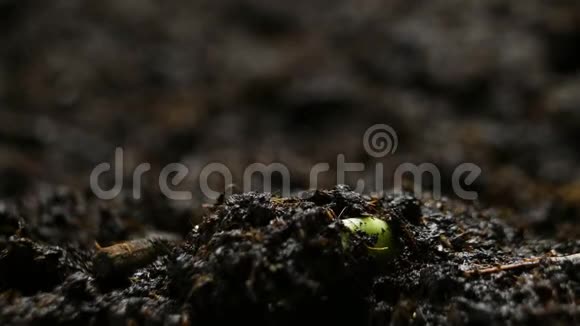 生长的植物及时发芽豌豆发芽农场种植粮食视频的预览图