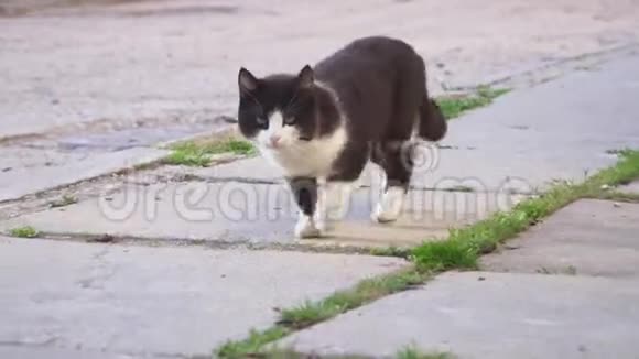 受伤的猫走了一只爪子跛着视频的预览图