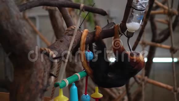 金头狮子塔马林猴子在动物园用特制烧瓶喝水视频的预览图