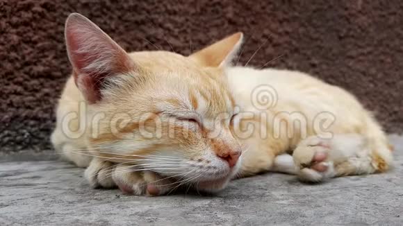 夏天姜猫睡在房子附近的石头地板上视频的预览图