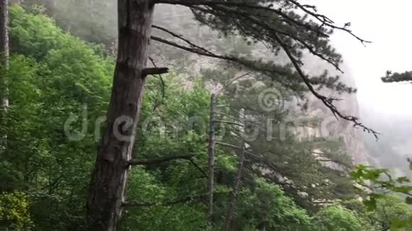 雾山景观上的松树雾蒙蒙的山上绿针叶树雾霭中的林地视频的预览图