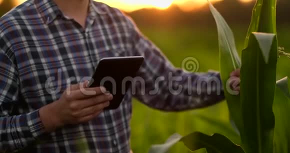 镜头耀斑农民用数字平板电脑种植大豆作物现代技术应用视频的预览图