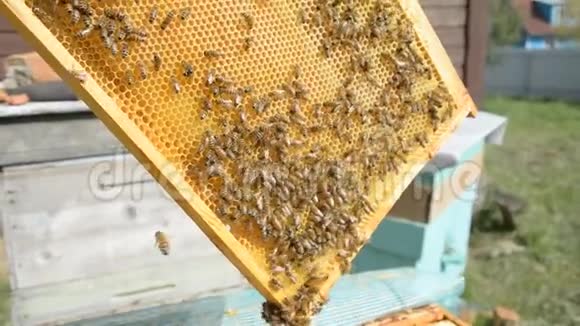养蜂人摇了摇蜂窝把它从蜜蜂身上清除出来视频的预览图
