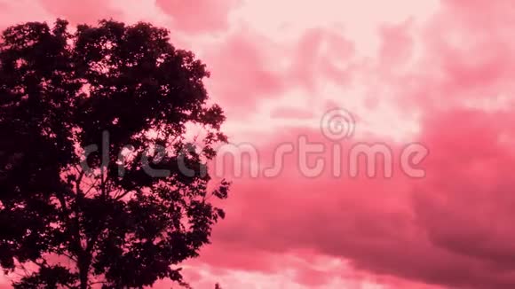 一棵大树的剪影风吹过粉红色的天空背景视频的预览图