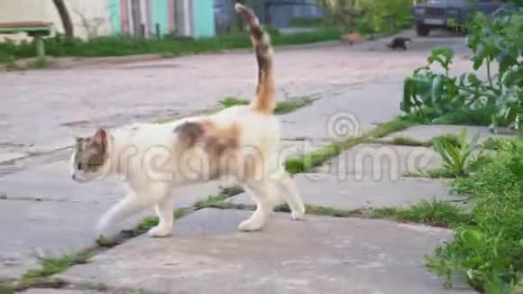 可爱的小猫沿着人行道走视频的预览图
