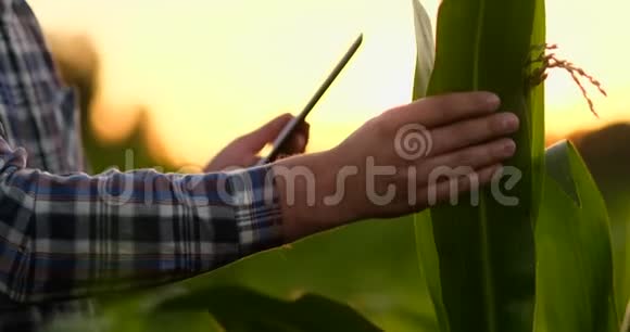 田里有平板电脑的农夫日落时分漂亮的年轻女子在田野里拿着平板电脑视频的预览图