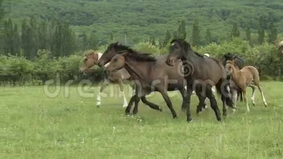 马群在田野上奔跑视频的预览图