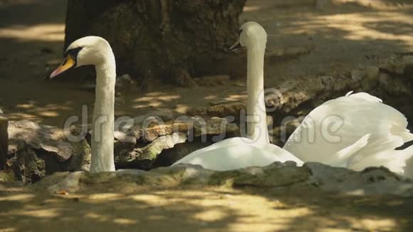 两只白天鹅在洞里游泳视频的预览图