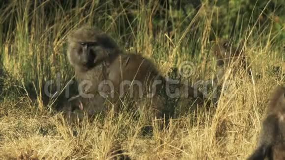 马赛马拉禁猎区狒狒队的两名成员吵架视频的预览图
