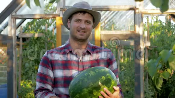 农夫喜持熟西瓜背景花园温室视频的预览图