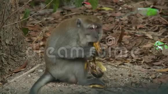 猴子吃香蕉蒂马岛马来西亚视频的预览图