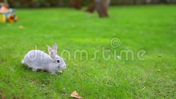一对可爱可爱的白色和灰色毛茸茸的兔子坐在后院的绿草草坪上小可爱的兔子走过视频的预览图