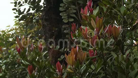 可爱的植物叶苔藓森林卡梅隆高地视频的预览图