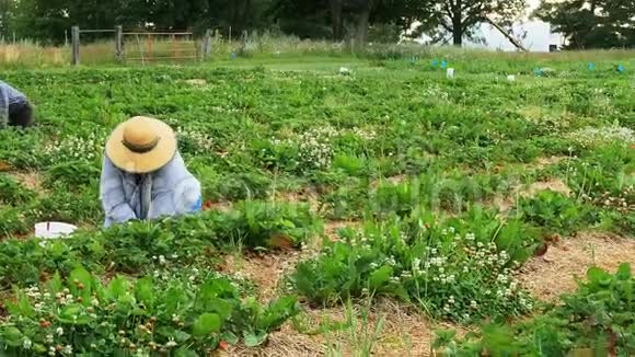 一位戴着大草帽的资深女农场主跪在地上视频的预览图