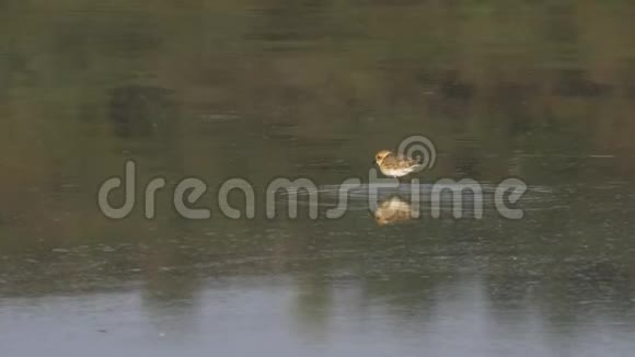 在博戈里亚湖喂小鸟一只维德小鸟视频的预览图