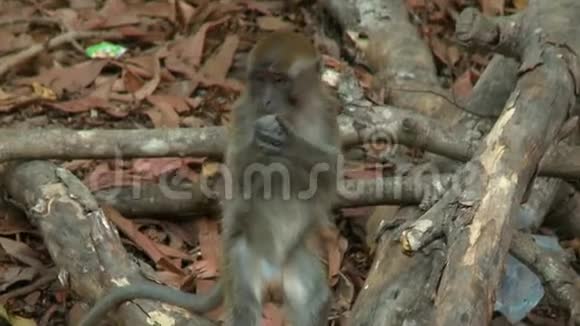 马来西亚森林中的猴子采摘香蕉皮视频的预览图