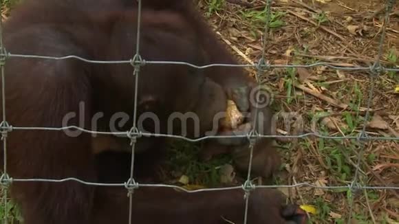 猩猩吃橘子猩猩乌图岛视频的预览图