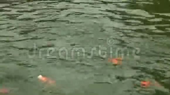 槟城九龙石庙锦鲤池景观视频的预览图