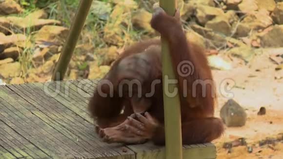 马来西亚奥兰乌坦岛孤座猩猩视频的预览图