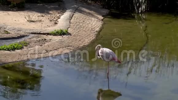 粉红火烈鸟站在水里洗衣服粉红色的鸟在水里非洲的鸟视频的预览图