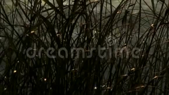 黎明时分湖岸上的芦苇视频的预览图